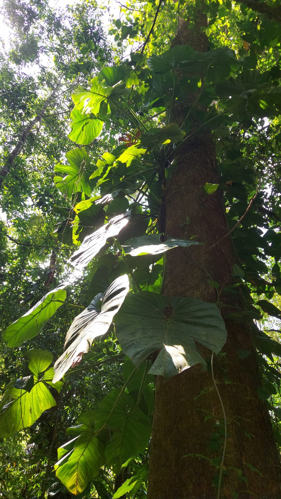 Manuel Antonio Nationalpark