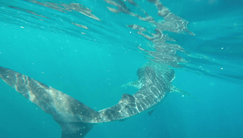 Isla Mujeres – Schnorcheln mit Walhaien,&nbsp;Mexiko